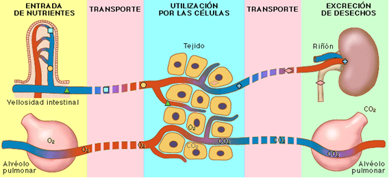 CEMA CLINIC Cl nica drenaje Linf tico Linfedema Vilanova i